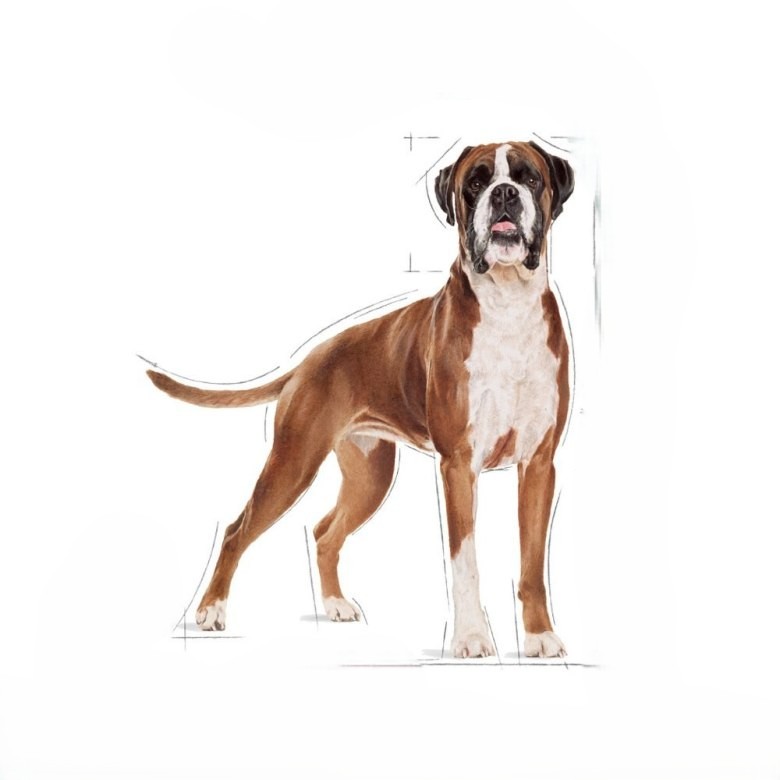 Boxer